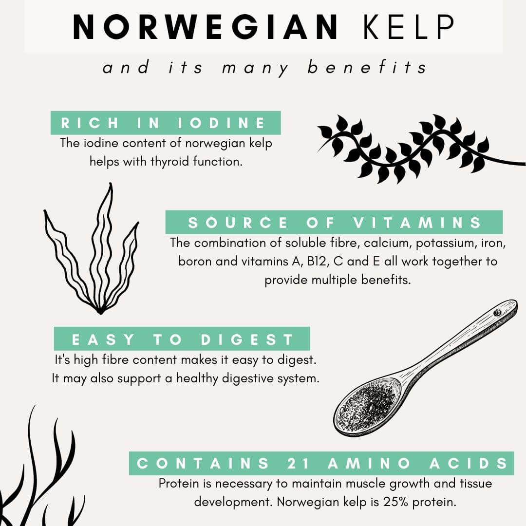 benefits of norwegian kelp
